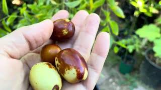 Tasting jujubes fruit from seedling [upl. by Ahern]