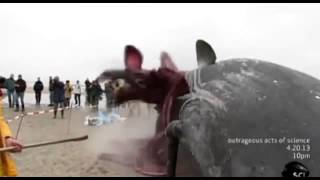 Whale Carcass Explodes on Dutch Beach [upl. by Panta]