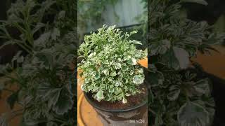 Variegated Aralia Plant Care and maintenance [upl. by Solim]