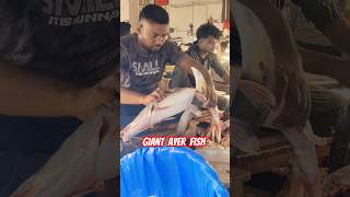 Giant Rare Ayer Fish Cutting in BD Fish Market  Fish Cutting Skills  Air Fish Cutting shorts [upl. by Bowe609]