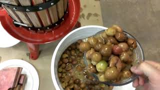 Home Made Scuppernong Wine [upl. by Akerdal]