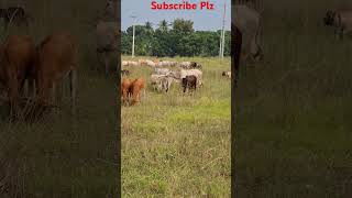 Nature of Cow in The Field viralvideo2024 popular animals [upl. by Fatimah989]