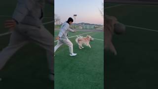 대형견 산책 Vlog  대형견 일상 골든리트리버 천사견 Big Dog Walk  Walk Vlog  Golden Retriever  일상 브이로그  강아지교육 [upl. by Willock]