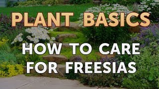 How to Care for Freesias [upl. by Ymorej]