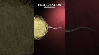 Fertilization When a Sperm Meets an Egg fertilization shorts [upl. by Ailee]