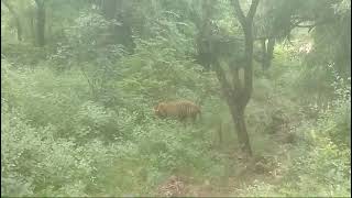 St 15 tiger sighting yesterday evening time sariska animals nature [upl. by Roselle184]