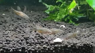 Giveaway Time  And a Quick Look At The Galaxy Rasbora [upl. by Duffy]