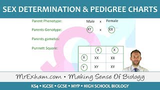 Sex Determination and Pedigree Charts  GCSE Biology 91 [upl. by Mohr]