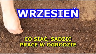 WRZESIEŃ co siać sadzić jakie prace wykonywać we Wrześniu Ogławianie Rozmnażanie Choroby Warzyw [upl. by Ithaman660]