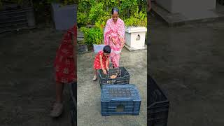 Grandma come and rescue these trapped cats cute [upl. by Zaid]