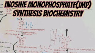 Inosine MonophosphateIMP Synthesis Biochemistry umerfarooqbiology7083 [upl. by Hsac]