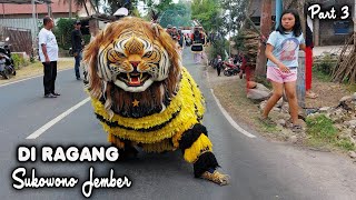 KIRAB CAN MACANAN SINGO MANGGALA DAN DRUMBAND MAONG REMAS DI RAGANG SUKOWONO JEMBER PART4mpmp4 [upl. by Ostap]