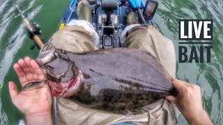 How to Catch FLOUNDER EASILY live bait  Chesapeake bay flounder fishing [upl. by Symons]