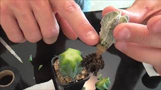 How To Graft Cactus Part 2 [upl. by Cosme]