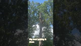 White oak down negativerigging pushit letmetellyouwhathappen arborist [upl. by Towers]