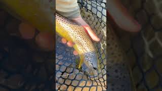 Fall in the driftless 🍁 fishingvideo flyfishinglife fishing flyfisherman flyfishing fish [upl. by Marler]