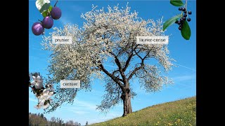 Composition du genre Prunus [upl. by Yme]