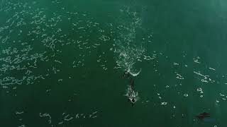 seven sea lion release July 818 [upl. by Ammon]