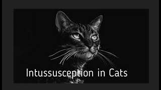 Intussusception In Cats [upl. by Anelliw]