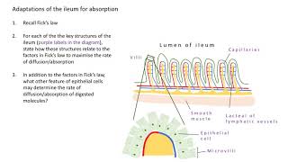 Digestion and absorption revision Adaptations of the ileum for absorption [upl. by Gnahk681]