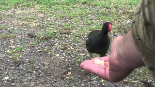 Moorhen feeding from hand [upl. by Oiceladni]