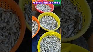 Anchovy Fish Unloading from the boat shortvideos shorts trendingshorts fishing trending [upl. by Cordalia]