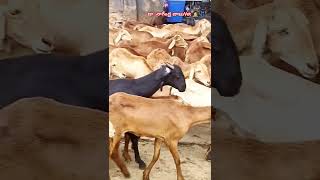 గొర్రెలు మేకలకు వచ్చే వ్యాధులుsheep goat sheepdisease pneumonia viralvideo [upl. by Ainoet686]