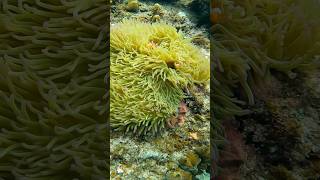 El Nido Palawan Snorkeling travel philippines elnidopalawan kmjs [upl. by Mallory]