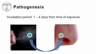 Influenza Pathogenesis and Clinical Manifestations [upl. by Imarej]