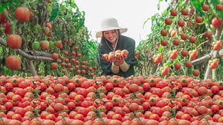 Harvest a Bountiful TOMATO Season  3 Minutes to Cook Delicious Dishes from TOMATOES  Ngat BUI [upl. by Kwok]