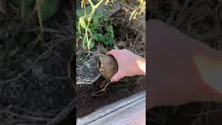 Box turtle has an eye infection🐢 turtle jesus youtubeshorts [upl. by Aihsenot421]