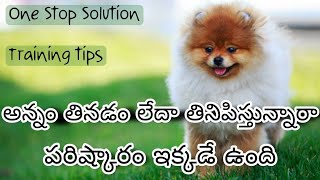 Dog not eating food Treatment in Telugu Dog not eating food Solution in telugu  food problem [upl. by Izawa]