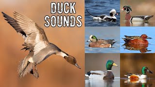 Duck Noises amp Duck Identification [upl. by Iblehs]