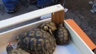 trafic de tortues grecques au marché au puces de Marseille [upl. by Guadalupe497]