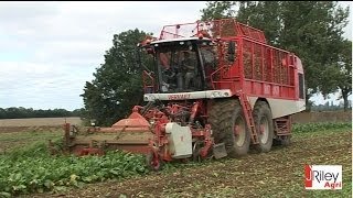 Vervaet Beet Eater 625 sixrow sugar beet harvester [upl. by Acinorev]