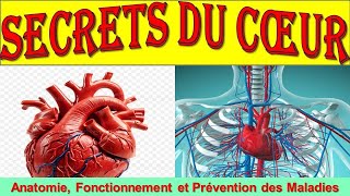 Lanatomie du Coeur Tout comprendre sur le fonctionnement du Coeur [upl. by Loeb912]