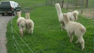 Alpaca Cria Babies Pronking and Playing [upl. by Anala]