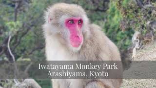 Iwatayama Monkey Park Arashiyama Kyoto [upl. by Eilatam]