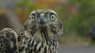 Searching for goshawks in Minnesotas north woods [upl. by Jilli47]