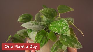 Scindapsus pictus Silvery Anne Silver Pothos Houseplant Care — 14 of 365 [upl. by Enal]