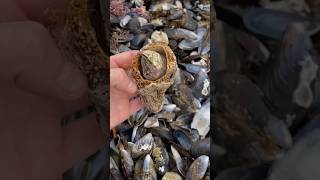 Barnacle shortvideo pets animalphotos ocean [upl. by Neural387]