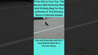 Raven Stares At Guy Eating In His Car  Typical Remote Alaska shorts [upl. by Llib]