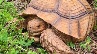 The BEST pet Tortoises Sulcatas vs other tortoises [upl. by Pazia]