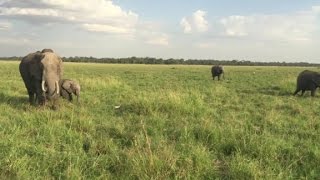 Visiting the Masai Mara National Reserve [upl. by Selinski]