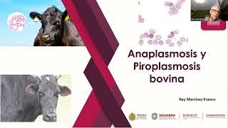 Anaplasmosis y piroplasmosis [upl. by Cath]