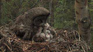 great gray owl family [upl. by Darla972]