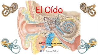 Anatomía  Oído Externo Medio Interno Huesecillos Músculos [upl. by Baseler564]