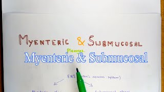 Difference Between Myenteric Auerbachs Plexus amp SubmucosalMeissners  Plexus Of ENS points [upl. by Assir458]