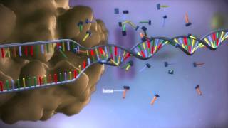 From DNA to protein  3D [upl. by Brown]