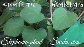 আকনাদি গাছদইপাতা গাছStephania plantSnake vineStephania japonica [upl. by Kosaka]